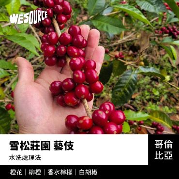 NY42261 哥倫比亞 雪松莊園 藝伎 精品咖啡生豆