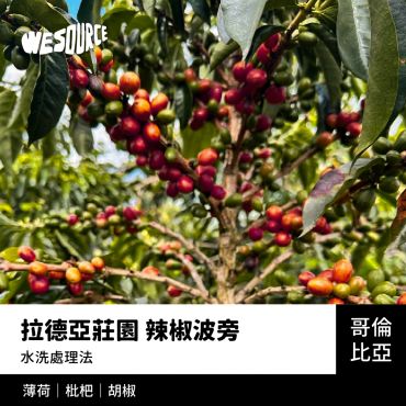 NY42229 哥倫比亞 拉德亞莊園 辣椒波旁 精品咖啡生豆