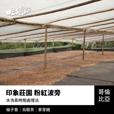 NY42181 哥倫比亞 印象莊園 粉紅波旁 精品咖啡生豆