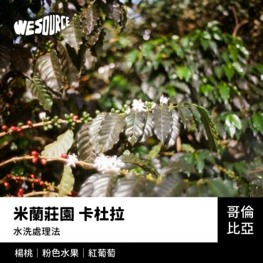 NY42232 哥倫比亞 米蘭莊園 卡杜拉 精品咖啡生豆