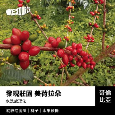 NY42276 哥倫比亞 發現莊園 美荷拉朵 精品咖啡生豆