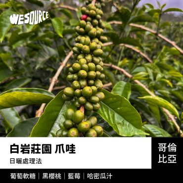 NY42281 哥倫比亞 白岩莊園 爪哇 精品咖啡生豆