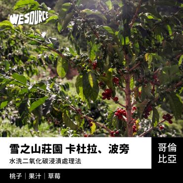 NY42175 哥倫比亞 雪之山莊園 卡杜拉、波旁 精品咖啡生豆