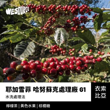 NY22153 衣索比亞 耶加雪菲 哈努蘇克處理廠 G1 精品咖啡生豆