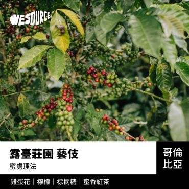 NY42243 哥倫比亞 露臺莊園 藝伎 精品咖啡生豆