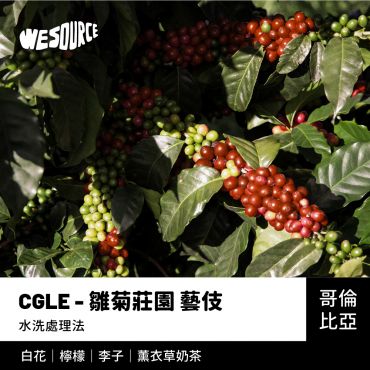 NY42172 哥倫比亞 CGLE-雛菊莊園 水洗藝伎 精品咖啡生豆