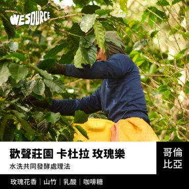 NY42225 哥倫比亞 歡聲莊園 卡杜拉–玫瑰樂 精品咖啡生豆