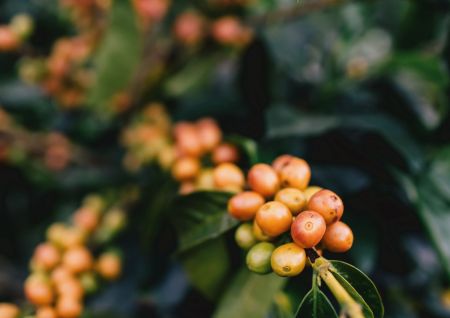 咖啡空少溯源紀實   珍稀品種